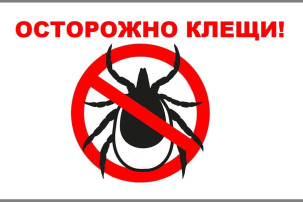 Осторожно клещи !!! Осторожно клещи !!!.